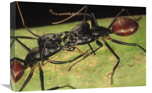 Global Gallery GCS-450556-1624-142 16 x 24 in. Giant Forest Ant Pair F