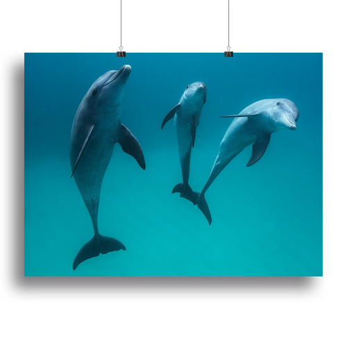 Bottlenose dolphins Canvas Print or Poster