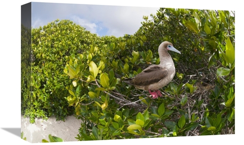 Global Gallery GCS-395641-1218-142 12 x 18 in. Red-Footed Booby Perchi