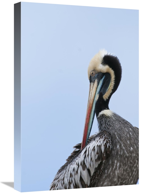 Global Gallery GCS-453654-1624-142 16 x 24 in. Peruvian Pelican in Bre
