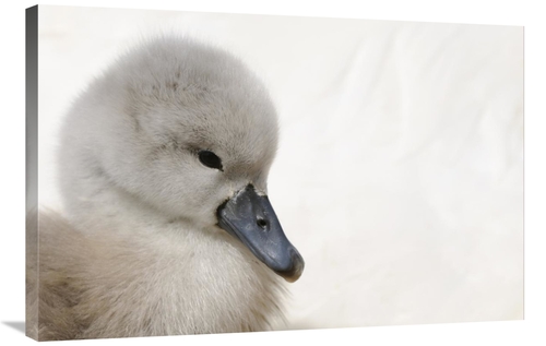 Global Gallery GCS-398173-2436-142 24 x 36 in. Mute Swan Cygnet, H