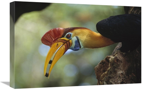 Global Gallery GCS-451136-1624-142 16 x 24 in. Sulawesi Red-Knobbed Ho