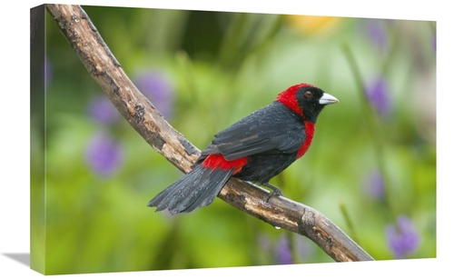 Global Gallery GCS-397316-1624-142 16 x 24 in. Crimson-Collared Tanage