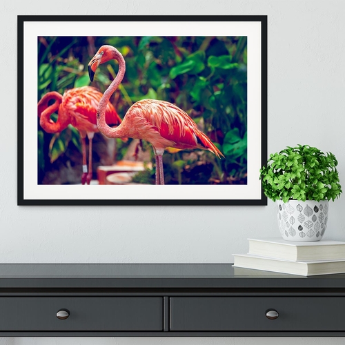 Pink flamingo close-up in Singapore zoo Framed Print