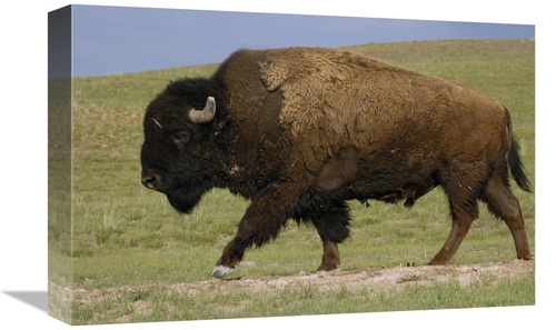 Global Gallery GCS-453093-1218-142 12 x 18 in. American Bison Male&#44