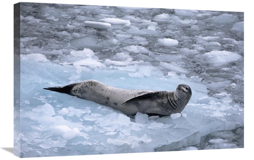 Global Gallery GCS-450621-2030-142 20 x 30 in. Leopard Seal Reclining 