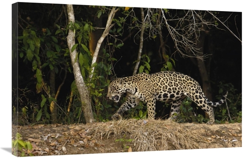 Global Gallery GCS-453112-2436-142 24 x 36 in. Jaguar Female, Cuia