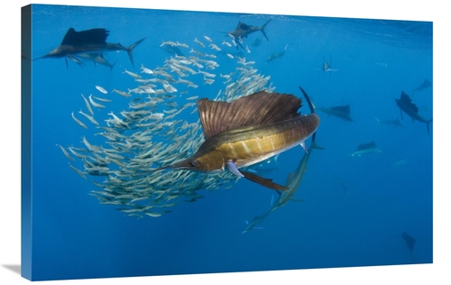 Global Gallery GCS-397932-2436-142 24 x 36 in. Atlantic Sailfish Group