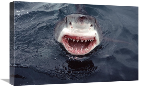 Global Gallery GCS-397961-1624-142 16 x 24 in. Great White Shark At Su