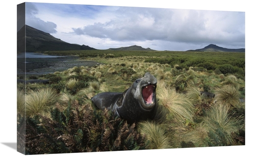 Global Gallery GCS-451624-1624-142 16 x 24 in. Southern Elephant Seal 