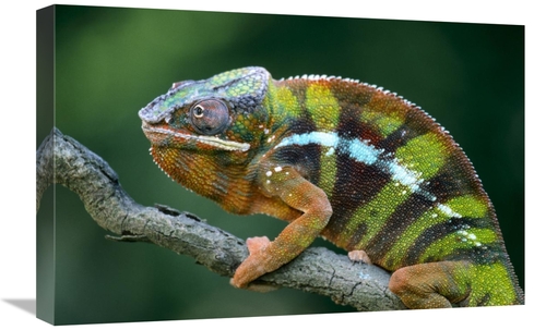 Global Gallery GCS-395294-1624-142 16 x 24 in. Panther Chameleon Male&