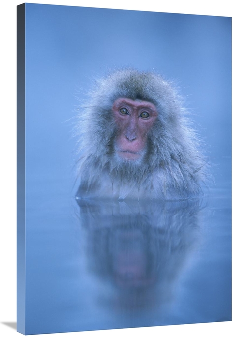 Global Gallery GCS-395360-2436-142 24 x 36 in. Japanese Macaque Bathin