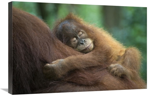 Global Gallery GCS-395869-2030-142 20 x 30 in. Sumatran Orangutan Two 