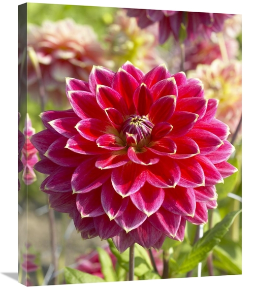 Global Gallery GCS-398349-2228-142 22 x 28 in. Dahlia Optimist Variety