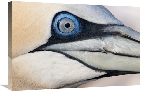 Global Gallery GCS-395690-2030-142 20 x 30 in. Northern Gannet Profile