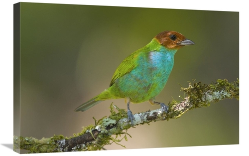 Global Gallery GCS-397269-2030-142 20 x 30 in. Bay-Headed Tanager,