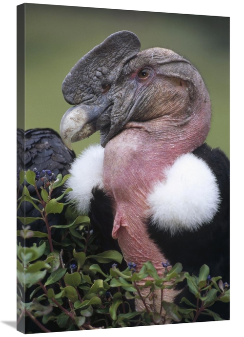 Global Gallery GCS-451247-2436-142 24 x 36 in. Andean Condor Male,