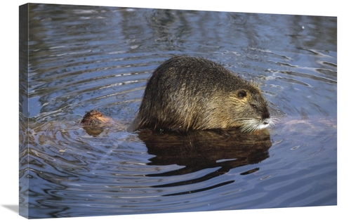 Global Gallery GCS-452489-2030-142 20 x 30 in. Nutria Standing on Log 