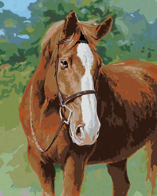 Zuty - Paint by Numbers – HORSE WITH A BRIDLE (JIM KILLEN), 40x50 cm