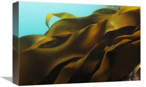 Global Gallery GCS-397700-1218-142 12 x 18 in. Ribbon Kelp, Antarc