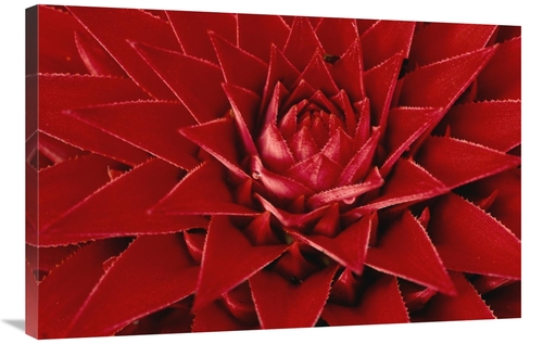 Global Gallery GCS-398569-2436-142 24 x 36 in. Pingwing Bromeliad Enor