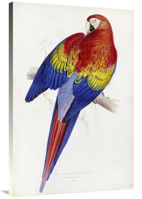 Global Gallery GCS-266738-40-142 40 in. Red & Yellow Maccaw Art Print 