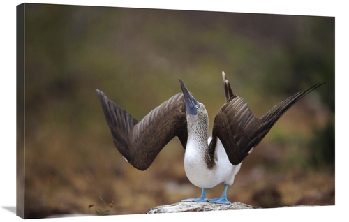Global Gallery GCS-451395-2436-142 24 x 36 in. Blue-Footed Booby Sky P