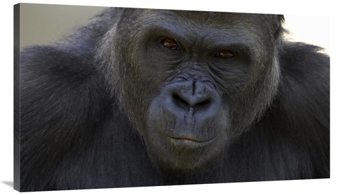 Global Gallery GCS-450906-44-142 44 in. Western Lowland Gorilla Portra