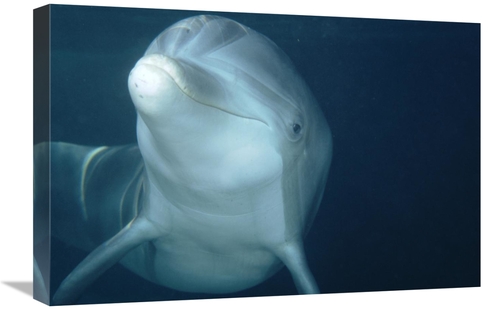 Global Gallery GCS-450660-1624-142 16 x 24 in. Bottlenose Dolphin Unde
