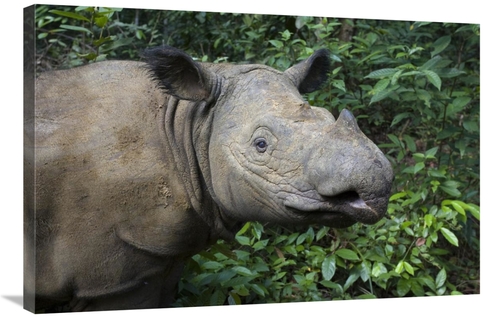 Global Gallery GCS-395860-2436-142 24 x 36 in. Sumatran Rhinoceros&#44