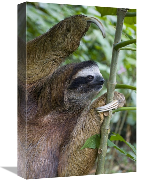 Global Gallery GCS-395846-1218-142 12 x 18 in. Brown-Throated Three-To