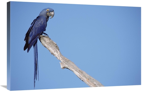 Global Gallery GCS-451470-2436-142 24 x 36 in. Hyacinth Macaw in Tree&