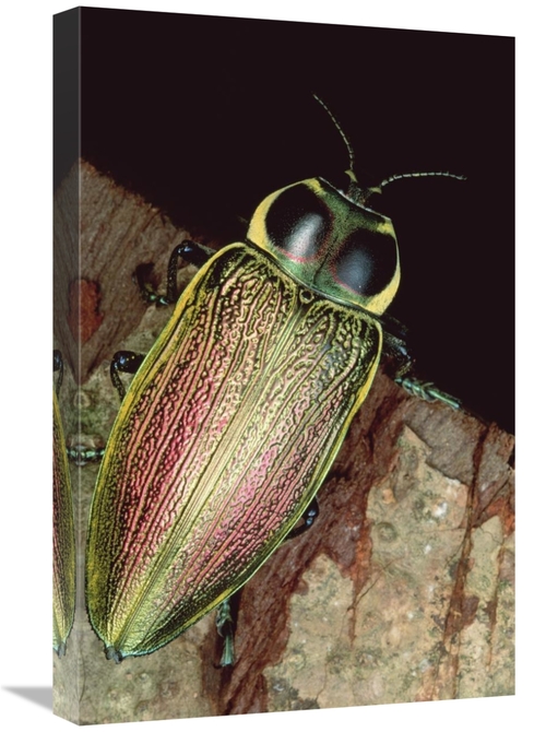 Global Gallery GCS-450948-1624-142 16 x 24 in. Metallic Wood-Boring Be