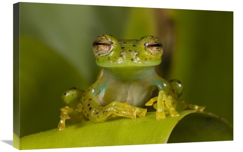 Global Gallery GCS-397900-2030-142 20 x 30 in. Emerald Glass Frog,