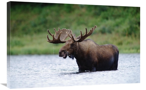 Global Gallery GCS-451984-2436-142 24 x 36 in. Moose Male Raising Its 
