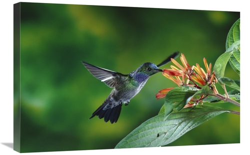 Global Gallery GCS-397252-2030-142 20 x 30 in. Blue-Chested Hummingbir