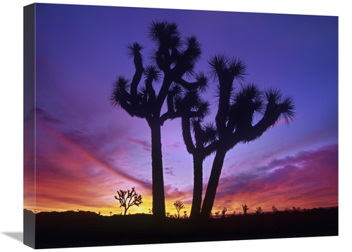 Global Gallery GCS-397007-1824-142 18 x 24 in. Joshua Trees at Sunrise