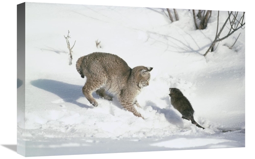 Global Gallery GCS-397993-1624-142 16 x 24 in. Bobcat Hunting Muskrat 