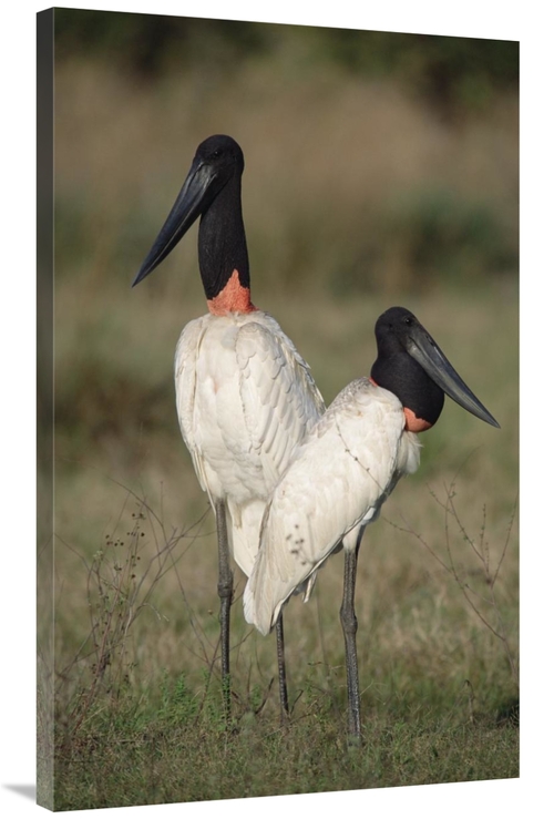Global Gallery GCS-451476-40-142 40 in. Jabiru Stork Pair Courting,