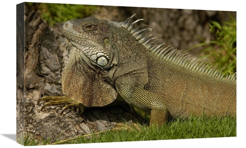 Global Gallery GCS-453068-1624-142 16 x 24 in. Green Iguana Side VIew&