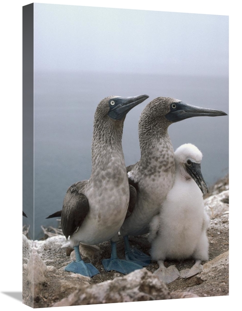 Global Gallery GCS-451268-1624-142 16 x 24 in. Blue-Footed Booby Pair 