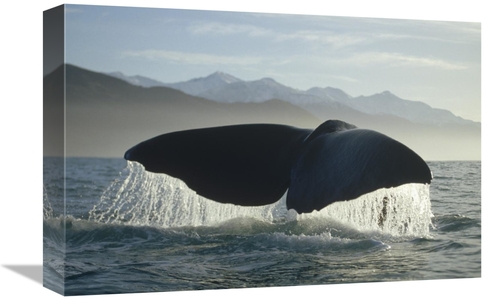 Global Gallery GCS-397834-1218-142 12 x 18 in. Sperm Whale Tail, N
