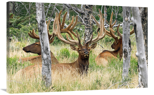 Global Gallery GCS-486445-40-142 40 in. Evening Rest Art Print - Vic S