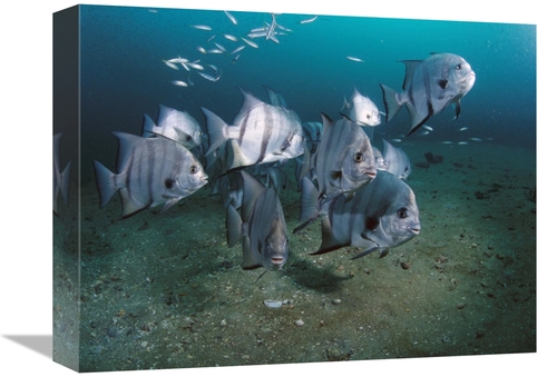 Global Gallery GCS-450975-1216-142 12 x 16 in. Atlantic Spadefish Scho