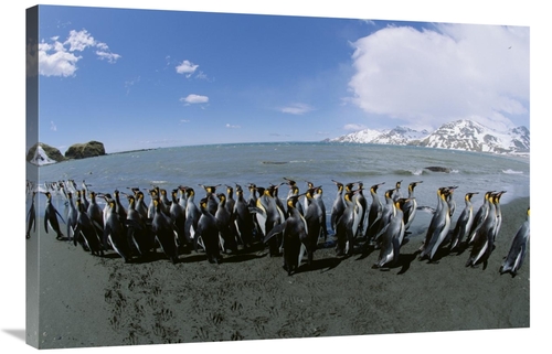 Global Gallery GCS-452413-2436-142 24 x 36 in. King Penguin Colony Alo