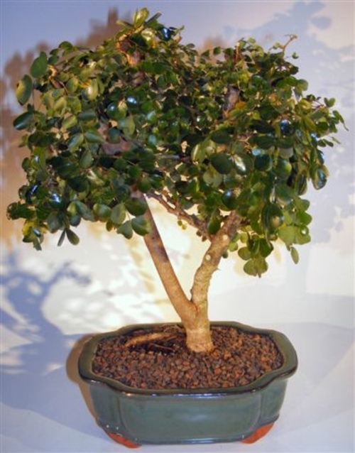 Bonsai Boy e3358 Flowering Campeche Bonsai Tree - Haematoxylum Campech