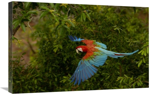 Global Gallery GCS-453224-2030-142 20 x 30 in. Red & Green Macaw Flyin
