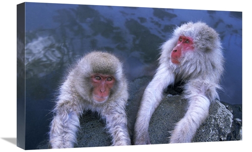 Global Gallery GCS-453602-1624-142 16 x 24 in. Japanese Macaque Adult 