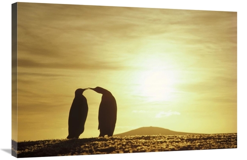 24 x 36 in. King Penguins & Austral Summer Sunset, Volunteer Point