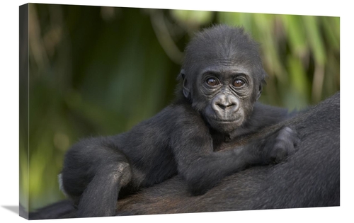 Global Gallery GCS-398166-2030-142 20 x 30 in. Western Lowland Gorilla